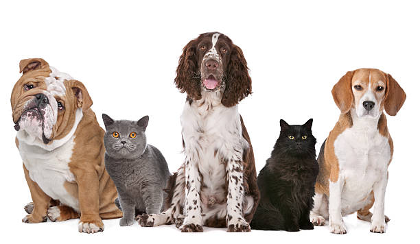 Group of cats and dogs Group of cats and dogs in front of white background large group of animals photos stock pictures, royalty-free photos & images