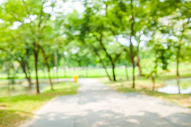 istock Blurred green park with bokeh natural background 494640262