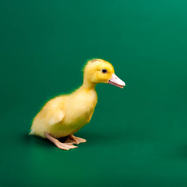 istock Little duck on green background 494641000
