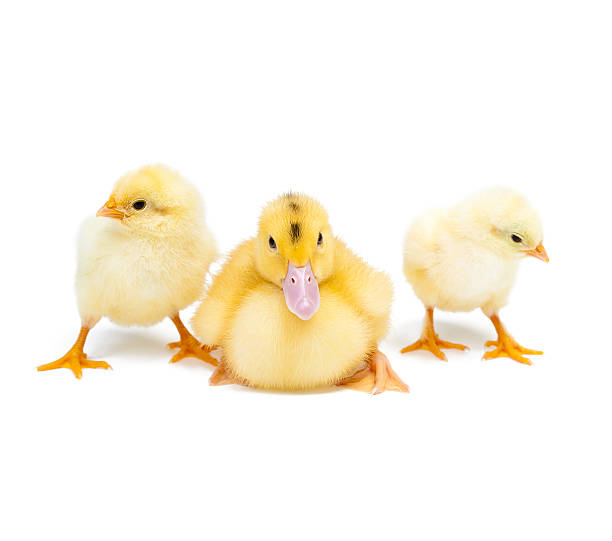 istock Little duck and chicken on white background 494641008