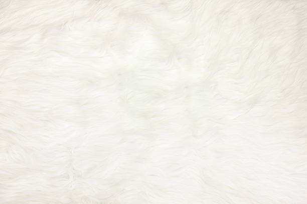 istock Close up at white fur fabric texture background 494642530