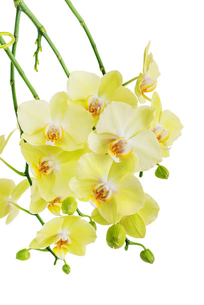 istock Yellow and green orchid flowers isolated on white 494643716
