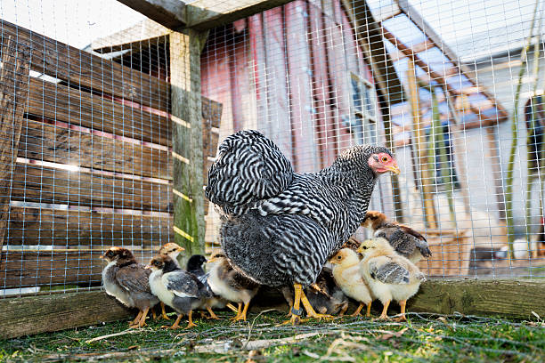 Wyandotte hen stetting around her outdoor cage or coop looking after and gathering up her clutch of chicks. Colour, horizontal with some copy space taken from a low angle view. Photographed on a small farm on the island of Møn, Denmark. Raising chickens at home for their eggs has become popular in recent times as consumers turn away from battery farmed eggs and poultry.A happy group of  outdoor raised organic chickens pecking away at the ground for food. Bright blue chicken coop in the background. Horizontal format with some copy space and  some flash and blur, photographed on a small organic farm in Denmark.