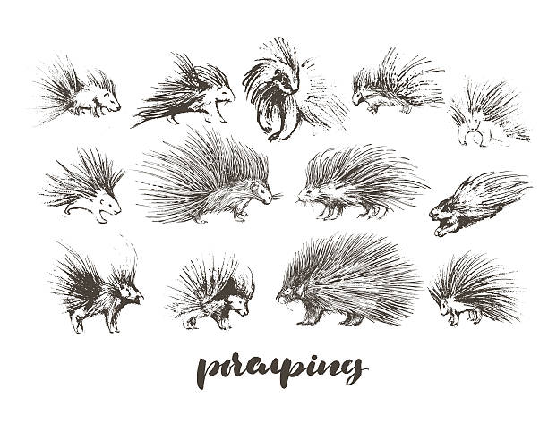 ilustraciones, imágenes clip art, dibujos animados e iconos de stock de juego de dibujo a mano porcupines - puercoespín