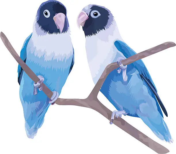 Vector illustration of Pair of blue masked lovebirds