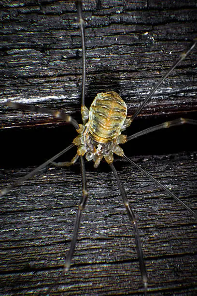 Photo of Harvestmen