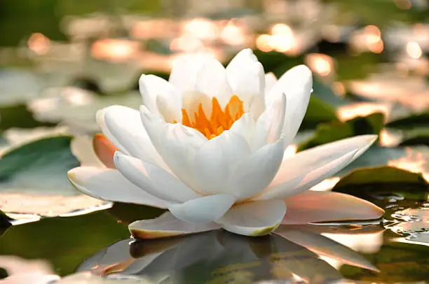 Blossom white waterlily flower in sunset