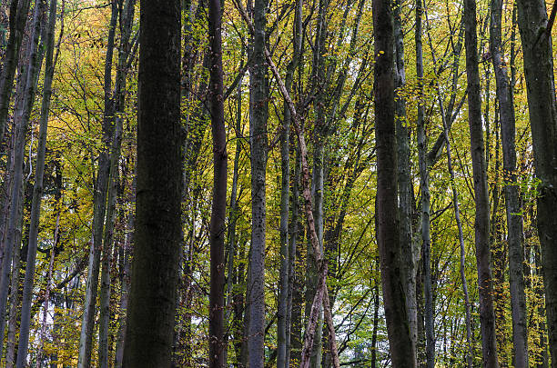 istock Beautiful forest on a cold autumn morning in Austria 494659896