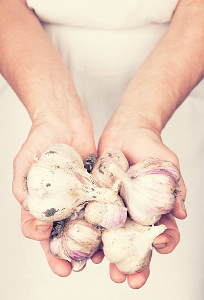 istock Elderly hands holding organic fresh garlic with retro style 494660148