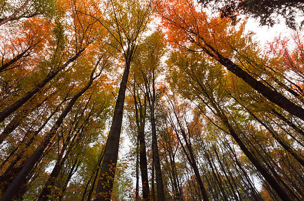 istock Autumn trees in a beautiful Central European forest 494660616