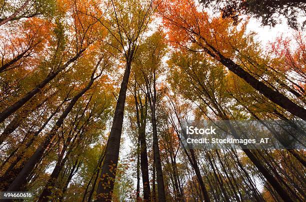 Autumn Trees In A Beautiful Central European Forest Stock Photo - Download Image Now