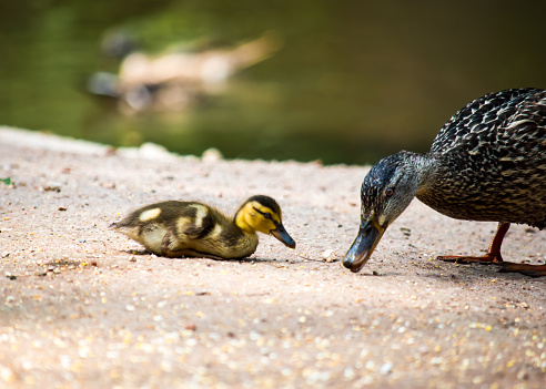 The single duckling is the focus of this photo but she is conforted by the closeness she has with her mother