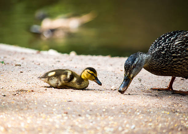 pato mãe a comer com uma única patinho - duckling parent offspring birds imagens e fotografias de stock