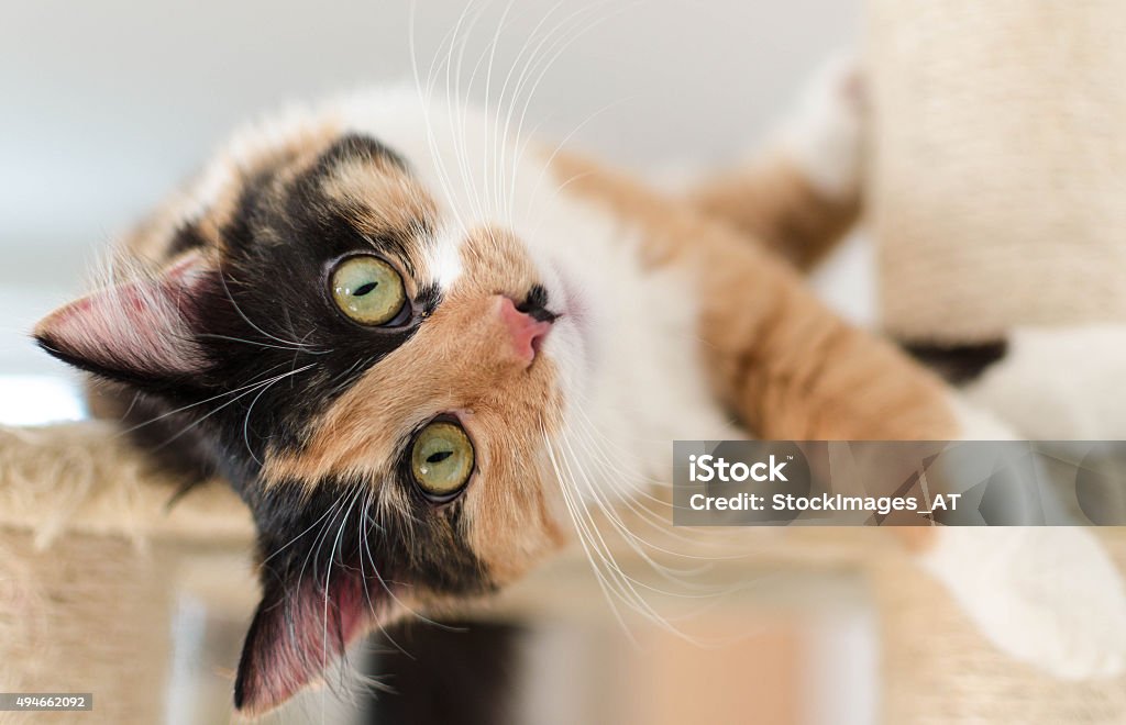 Beautiful adult calico cat lying on a scratching post Cute three colored adult calico cat. This lovely cat is one year old and has a very healthy fur. Photo made with professional photo equiptment. Lying Down Stock Photo