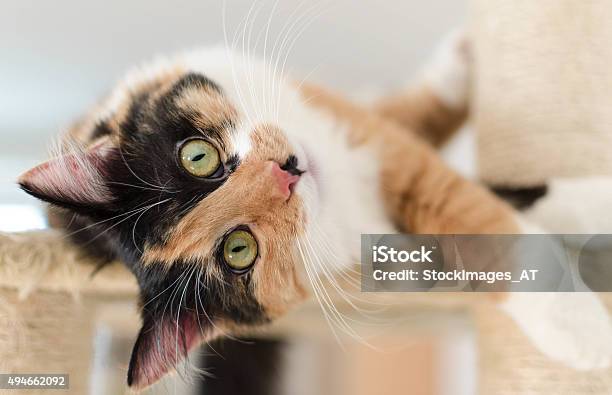 Beautiful Adult Calico Cat Lying On A Scratching Post Stock Photo - Download Image Now