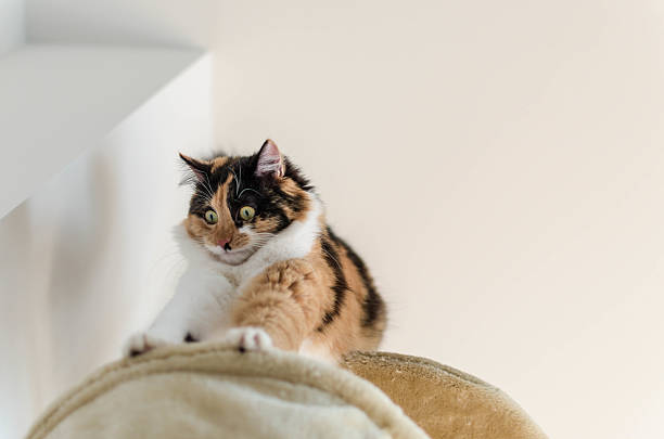 Beautiful adult calico cat fearing the height stock photo