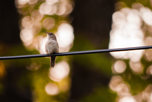 A single house wren on a telephone wire