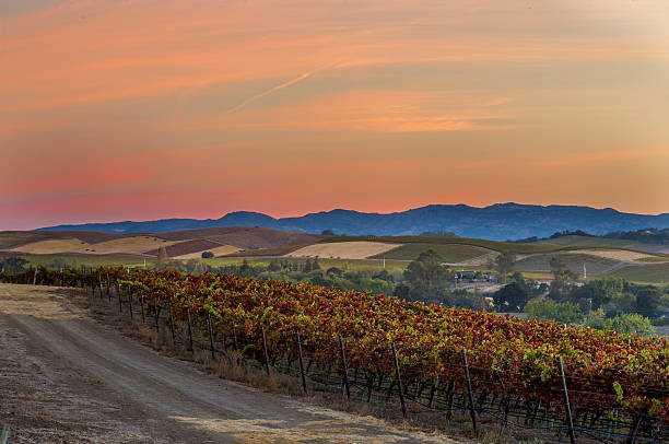 tôt le matin dans les vignobles et la ville de la vallée de napa, en californie - california panoramic crop field photos et images de collection