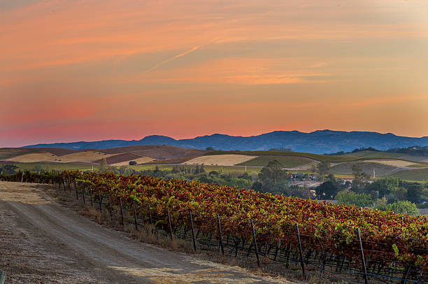 早朝のブドウ園やタウンでは、カリフォルニア州ナパバレー - vineyard panoramic napa valley california ストックフォトと画像