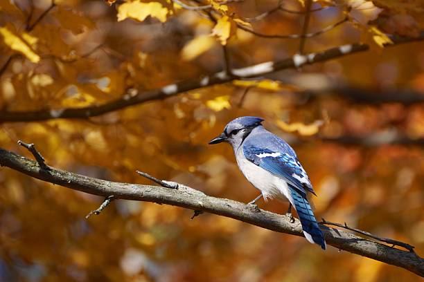 Blue Jay Tree 2,200+ Blue Jay In Tree Stock Photos, Pictures & Royalty-Free Images ...