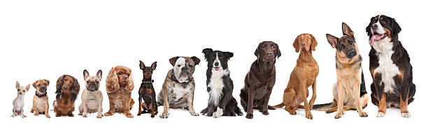 twelve dogs in a row twelve dogs in a row. from small to large.on a white background lap dog photos stock pictures, royalty-free photos & images