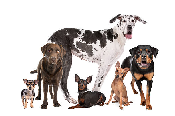 istock large group of dogs 494663748