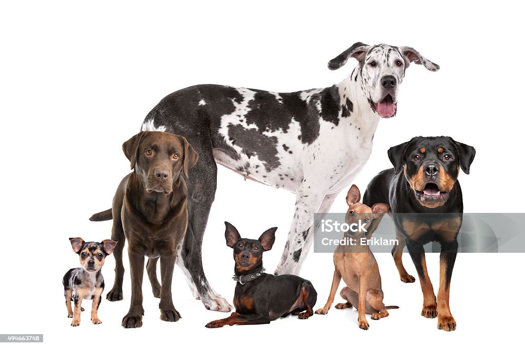 large group of dogs large group of dogs  in front of a white background Dog Stock Photo