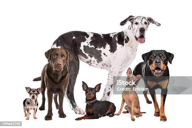 Large Group Of Dogs Stock Photo - Download Image Now - Dog, Group Of Animals, White Background