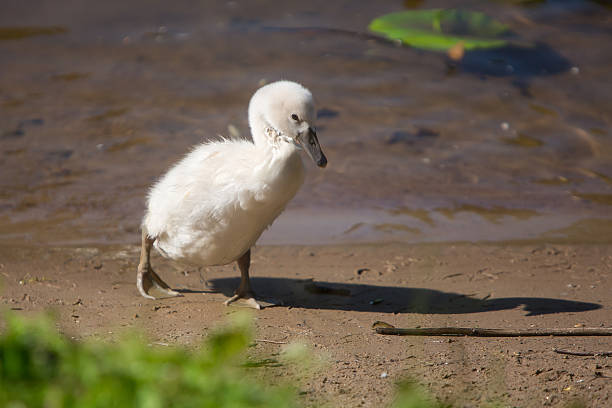istock Beautiful cute little swan 494664008