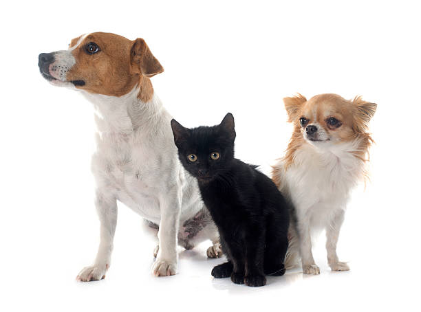 istock jack russel terrier kitten and chihuahua 494665444