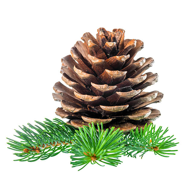 istock pine cone and needles is isolated on white background, closeup 494666396