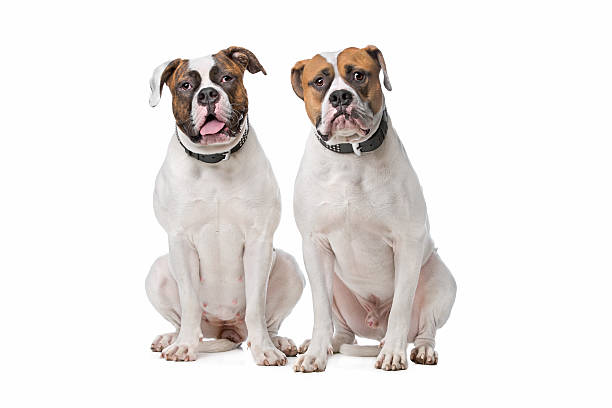 istock two American Bulldogs 494666466