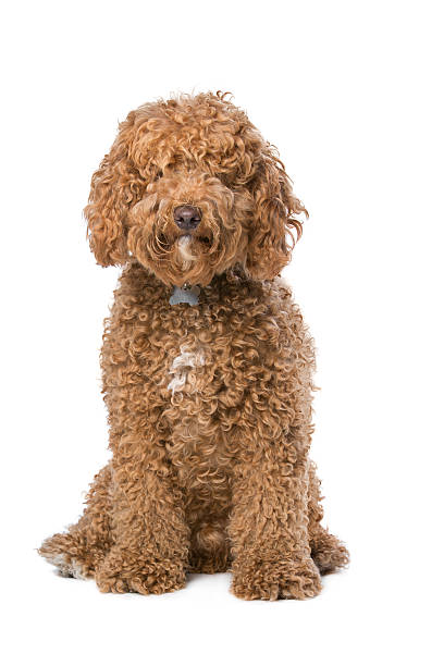 brown Labradoodle brown Labradoodle sitting in front of a white background labradoodle stock pictures, royalty-free photos & images