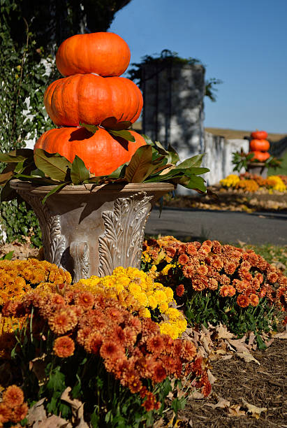 istock Pumpkins Decorative Assortment on a Sun 494666618