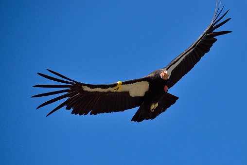 American Condor spotted above Route 1 (SR 1) near Big Sur, California, USA. A rare and endangered species of birds. A number tag and a GPS tracking devices are attached to wings of every known bird in the US.