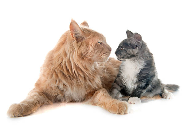 istock maine coon cat and kitten 494666676