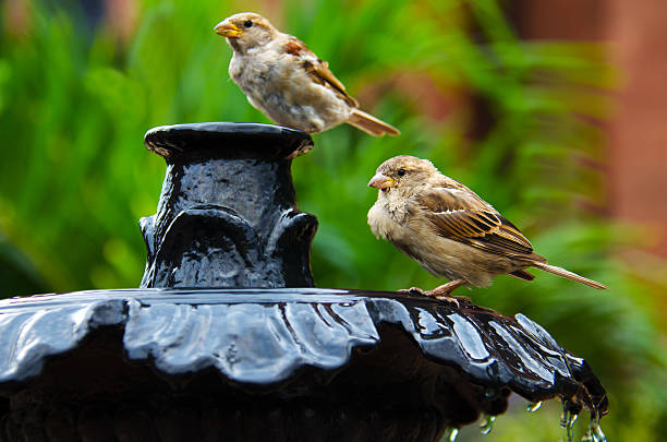 Sparrow family sitting on a stone on a rainy day