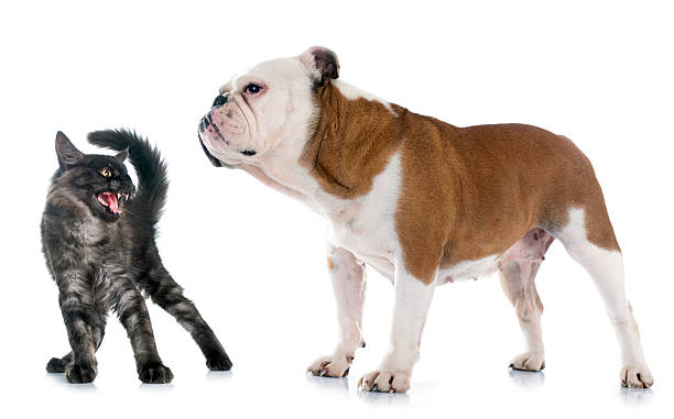 istock english bulldog and angry cat 494666846