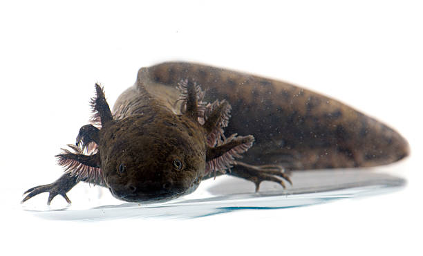 What is a Black Axolotl?