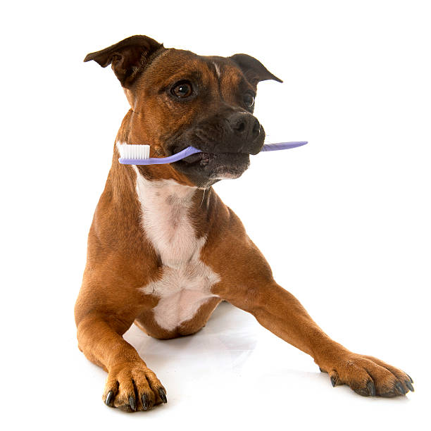 istock staffordshire bull terrier and toothbrush 494668274