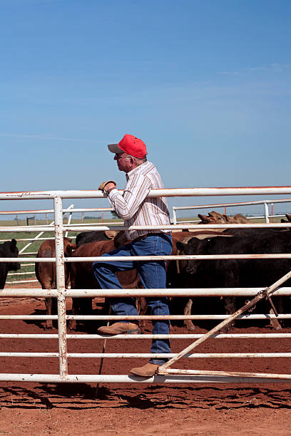 istock Agriculture: Farmer rancher in a corral with cattle 494668982