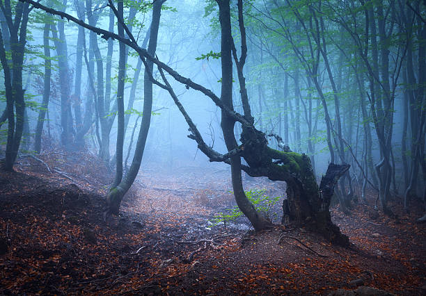 istock Trail through a mysterious dark old forest in fog. Autumn 494669794