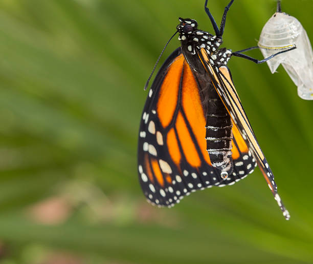 New Monarch Butterfly with Cocoon stock photo