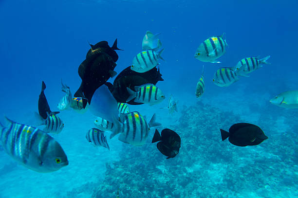 istock sea fishes 494670122