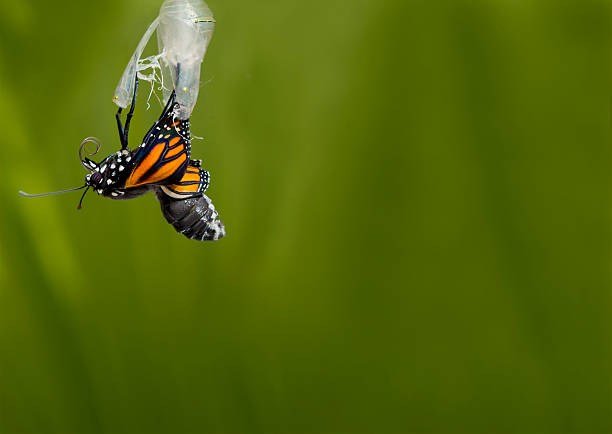 Monarch butterfly emerging from cocoon stock photo