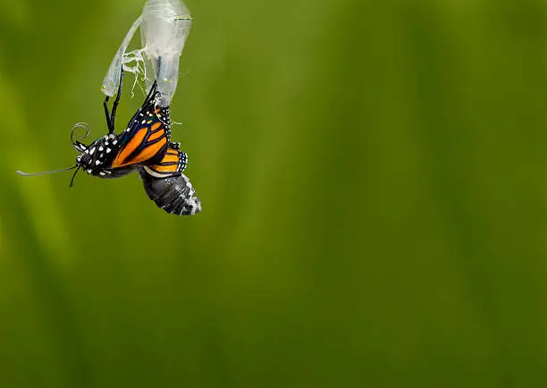 Monarch butterfly coming out of its cocoon, pupa chrysalis stage.