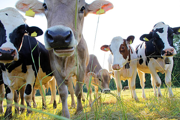 jeune brune et simmental vaches - enclos photos et images de collection