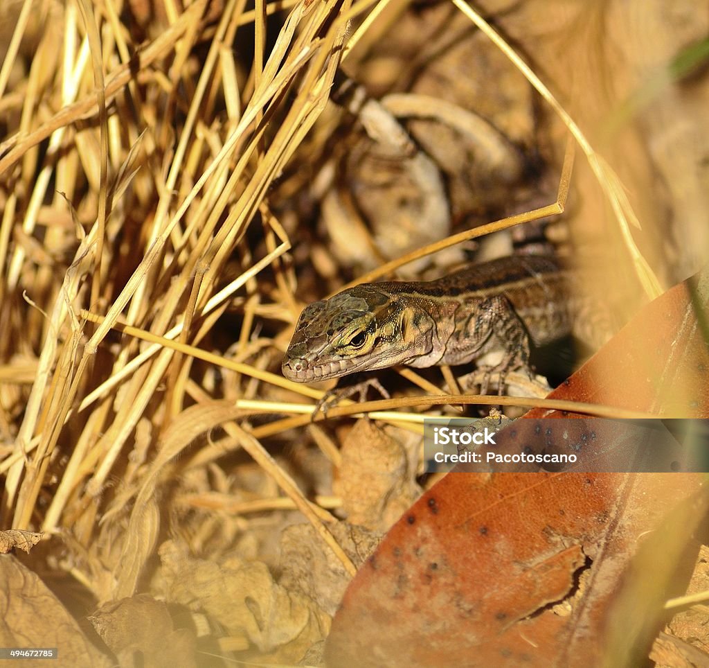 Dimensioni tra l'erba in lucertola - Foto stock royalty-free di Composizione orizzontale