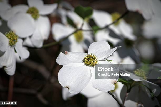 Dogwoods — стоковые фотографии и другие картинки Азиатская культура - Азиатская культура, Без людей, Близко к