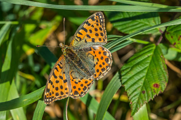 istock Small mother-of-pearl butterfly (Issoria lathonia) 494672984